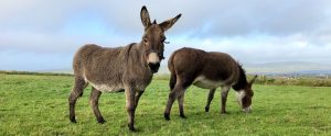 two-donkeys-eating-grass