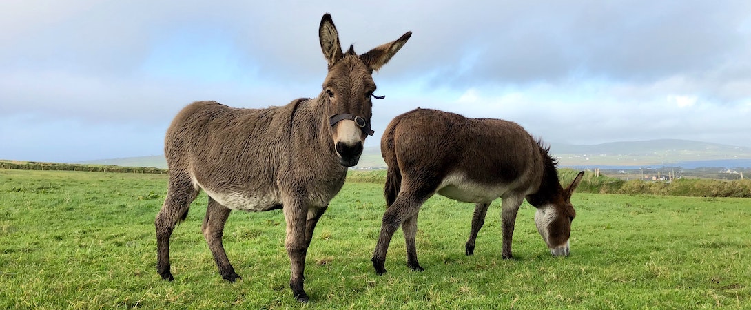 two-donkeys-eating-grass