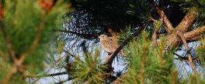 vesper-sparrow