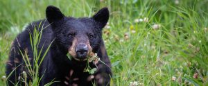 black-bear-eating-vegetation