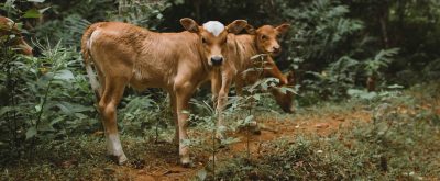 calves-in-forest