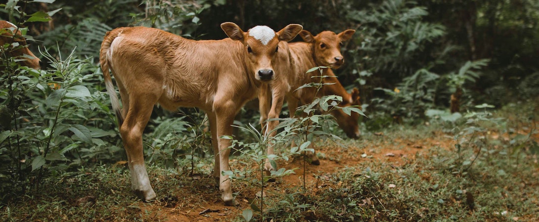 calves-in-forest