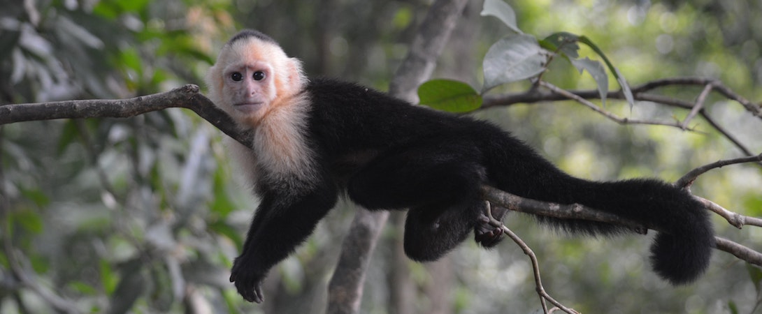 full grown capuchin monkeys