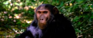 chimpanzee-portrait