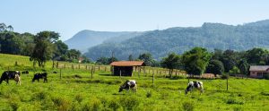 cows-in-field-with-hut