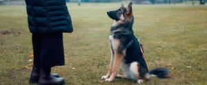 dog-training