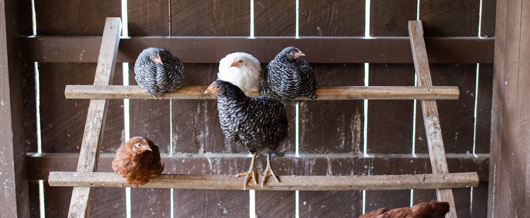 group-of-chickens-on-perch