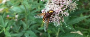 hoverfly-on-pink-flower