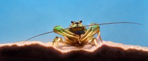single-crayfish