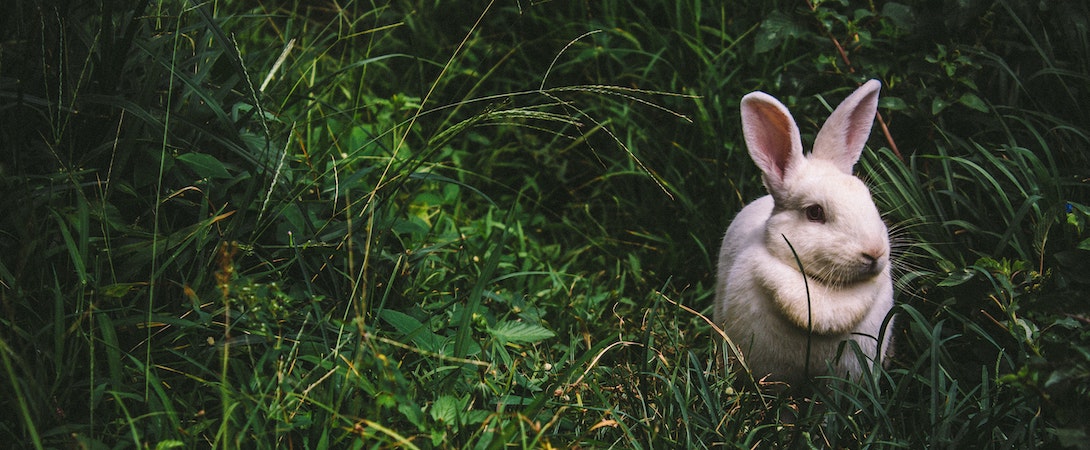 white-bunny-in-grass