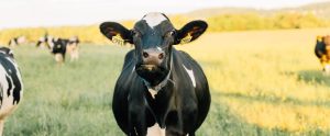 Cow in pasture