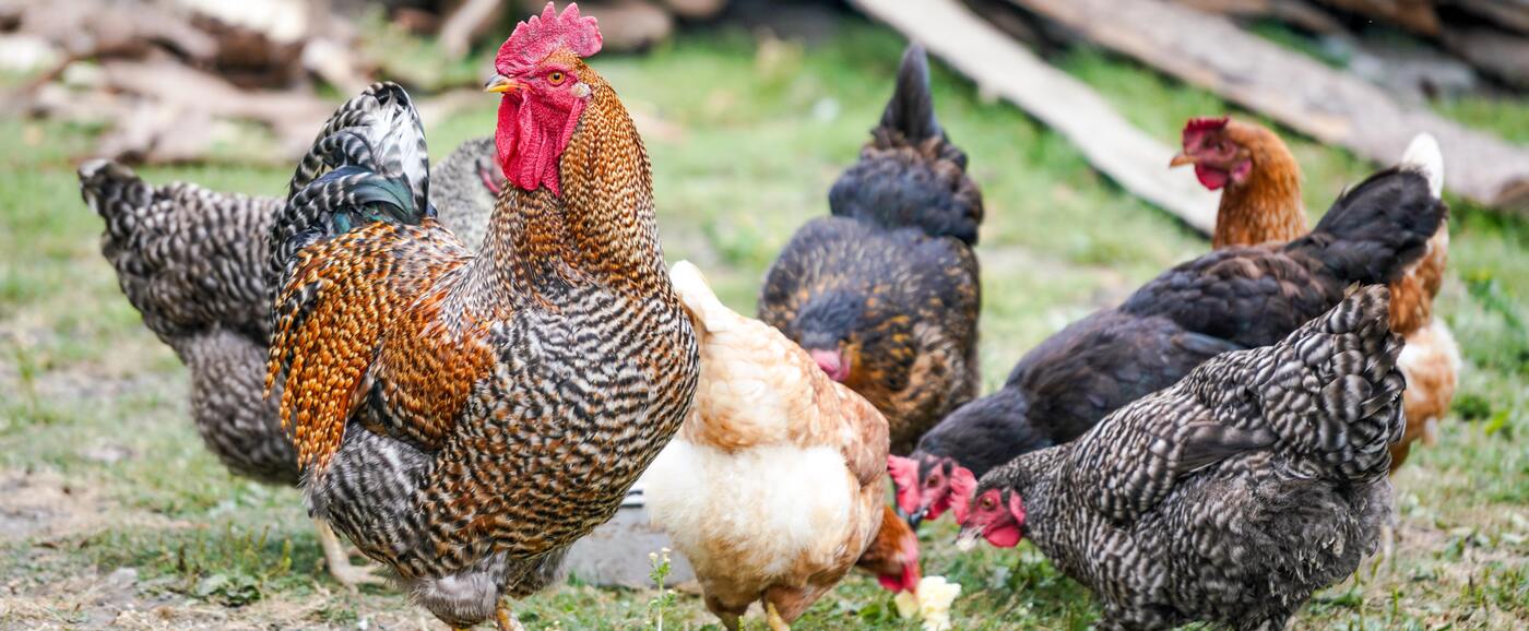 A flock of chickens