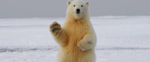 Polar bear waves