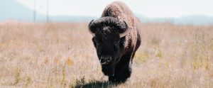 European bison in a field