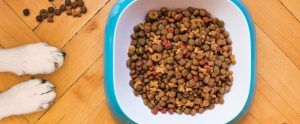 Dog food in a bowl.