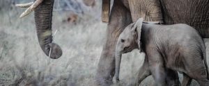 Elephant calf with mother