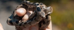 A human holds a small snake.