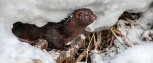 Mink in the snow.