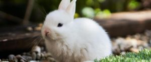 A rabbit sits on the grass.