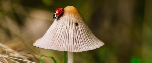 Ladybug rests on a mushroom.