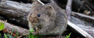 A mouse sits on a branch