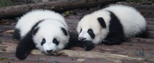 Panda cubs lying on the ground