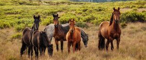 Wild horses