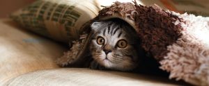 cat under a blanket