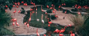 flamingos in a zoo