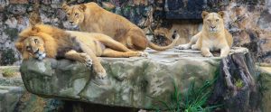 three lions on a rock