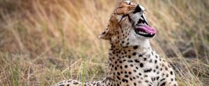 cheetah yawning