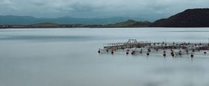 Fish farm