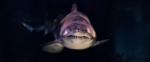 Shark