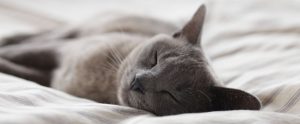 Cat sleeping