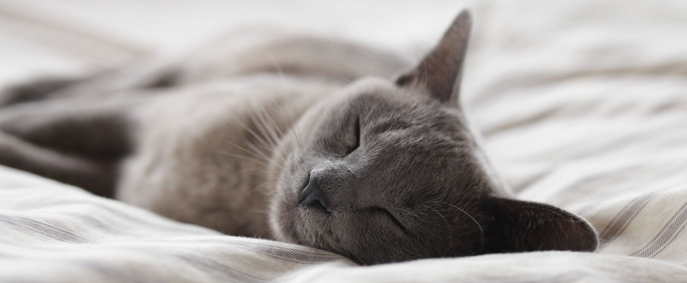 Cat sleeping