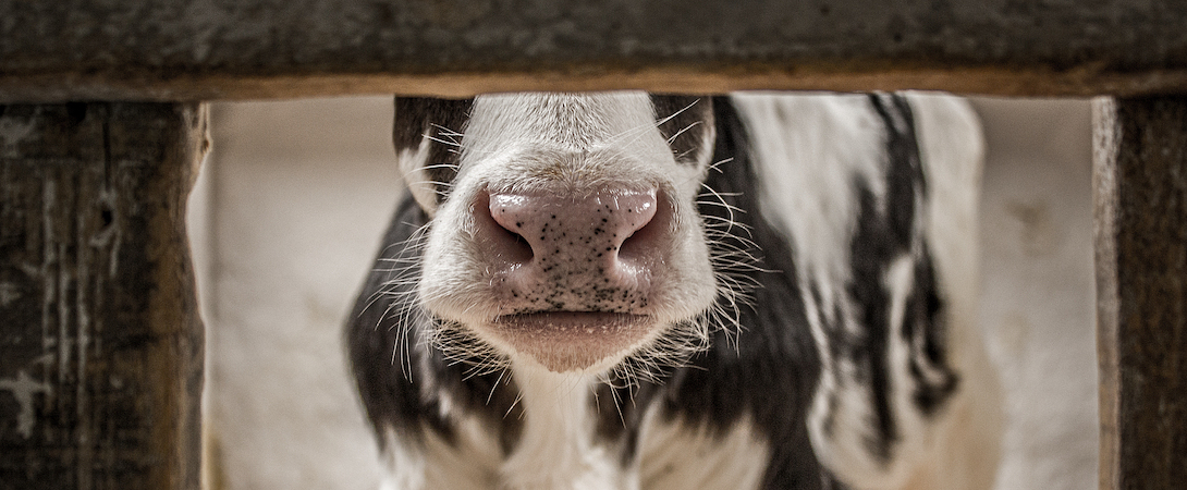 Close-up of a calf sequestered in a stall at a dairy farm