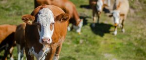 cow on hill