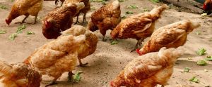 hens on a farm