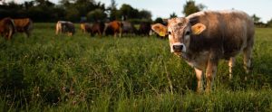 cows grazing