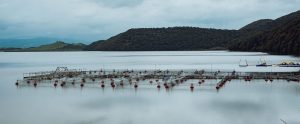 fish farm