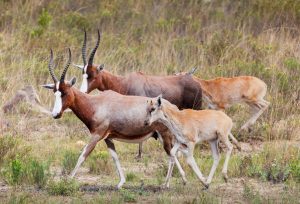 Blesbok herd