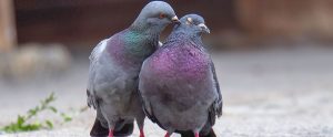 Two pigeons touching