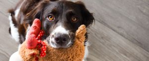dog with toy