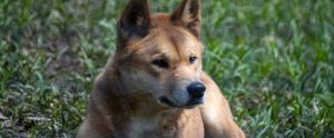 Dingo