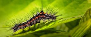 insect larva