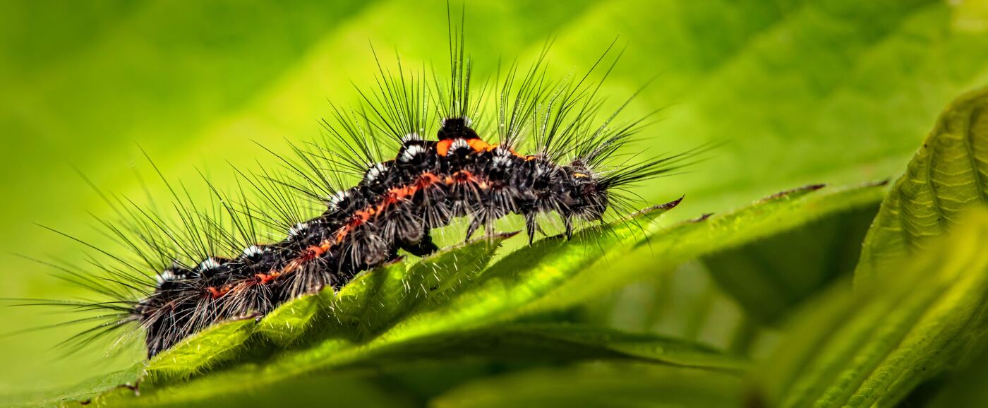 insect larva