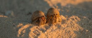 hermit crabs on the beach