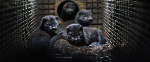mink in mink farm