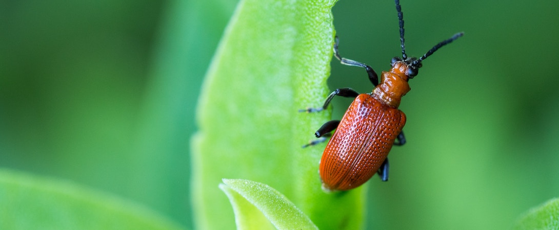 bug on a leaf