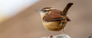 carolina wren songbird